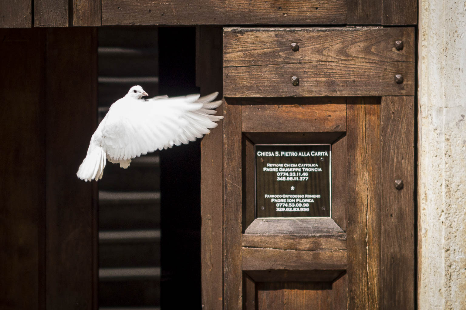 La colomba della carità