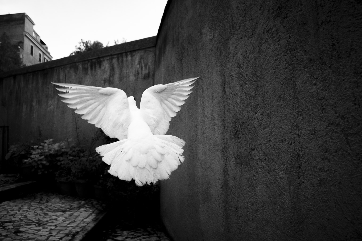 La colomba della carità